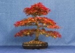 Deshojo Maple Bonsai Tree - GS2017 Bonsai Show