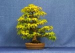 Mountain Maple Bonsai Tree - GS2017 Bonsai Show