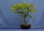 Birch Bonsai