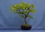 Birch Bonsai