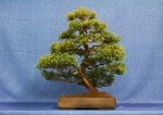 Juniper Boulevard Bonsai Tree - GS2017 Bonsai Show