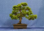 Juniper Plumosa Aura Bonsai Tree - GS2017 Bonsai Show