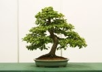 Hornbeam Bonsai Tree - GS2017 Bonsai Show