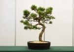 Scots Pine Bonsai