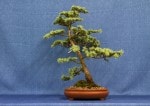 Atlantic Cedar Bonsai Tree - GS2017 Bonsai Show