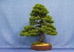 Chinese Juniper (Blaaws) Bonsai Tree - GS2017 Bonsai Show