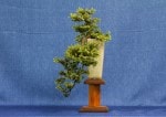 Juniper Bonsai