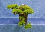 European Larch Bonsai Tree - GS2017 Bonsai Show