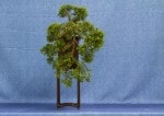 Chinese Juniper Bonsai