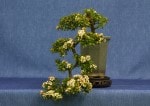 Cotoneaster Bonsai