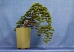 Juniper Bonsai Tree - GS2017 Bonsai Show