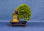 Juniper Bonsai