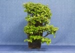 Cotoneaster Bonsai Tree - GS2017 Bonsai Show