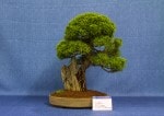 Juniper Bonsai Tree - GS2017 Bonsai Show