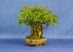 Trident Maple  Bonsai