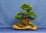 European Larch Bonsai Tree - GS2017 Bonsai Show