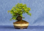 Spirea Bonsai