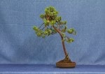 Juniper Bonsai Tree - GS2017 Bonsai Show