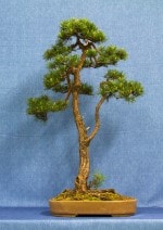 Scots Pine Bonsai Tree - GS2017 Bonsai Show