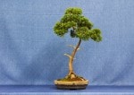 Chinese Juniper Bonsai Tree - GS2017 Bonsai Show