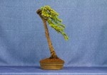 Japanese Larch Bonsai