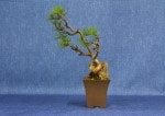 European Larch Bonsai