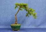 Hawthorn Bonsai