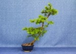 European Larch Bonsai