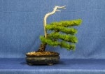 European Larch Bonsai Tree - GS2017 Bonsai Show