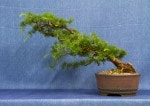 European Larch Bonsai