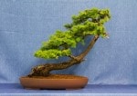 European Larch Bonsai Tree - GS2017 Bonsai Show