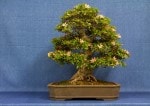 Satsuki Azalea Bonsai Tree - GS2017 Bonsai Show