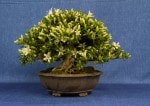 Satsuki Azalea Bonsai Tree - GS2017 Bonsai Show