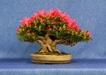 Azelea  Bonsai