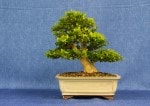 Box Bonsai Tree - GS2017 Bonsai Show