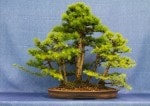 Larch Bonsai