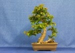 Field Maple  Bonsai Tree - GS2017 Bonsai Show