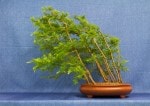 European Larch Bonsai