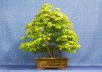 Mountain Maple Bonsai Tree - GS2017 Bonsai Show