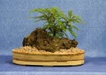 Korean Rowan Bonsai Tree - GS2017 Bonsai Show