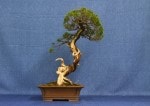 Chinese Juniper Bonsai Tree - GS2017 Bonsai Show