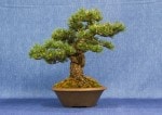 Japanese White Pine Bonsai Tree - GS2017 Bonsai Show