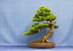 Larch Bonsai Tree - GS2017 Bonsai Show