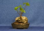 Sycamore Bonsai Tree - GS2017 Bonsai Show