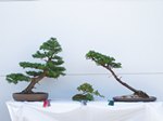 Larch Bonsai Tree - GS2013 Bonsai Show