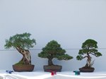 White Pine Bonsai Tree - GS2013 Bonsai Show