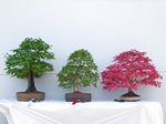 Korean Hornbeam Bonsai Tree - GS2013 Bonsai Show