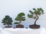 Juniperus Chinensis var. Itoigawa Bonsai Tree - GS2013 Bonsai Show