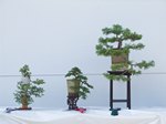 Cotoneaster Bonsai Tree - GS2013 Bonsai Show