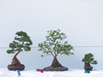 Hawthorn Bonsai Tree - GS2013 Bonsai Show